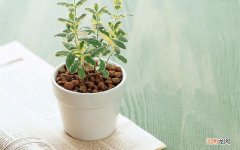 你觉得汗蒸怎么样 艾叶汗蒸应该多久一次