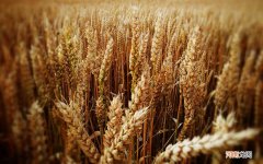 精索静脉曲张最好的治疗方法是什么 精索静脉曲张辅助治疗