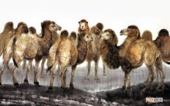 扇贝的海藻囊可以吃吗 扇贝肉里面的黑东西能吃吗