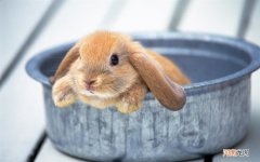 糖尿病人能吃吗 吃红薯血糖会升高吗