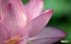 老人糖尿病腿烂怎么办 糖尿病足破溃的护理