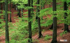 女性后背刮痧有什么好处 背部刮痧手法视频教程