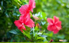 当归枸杞红枣泡水当茶每天喝可以吗 肾虚喝枸杞红枣茶