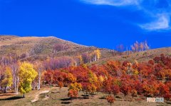 扁平疣最简单最佳的治疗方法 大蒜治疗扁平疣具体方法