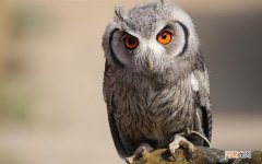 很有可能是慢性咽炎 喉咙痛吃柚子有用吗