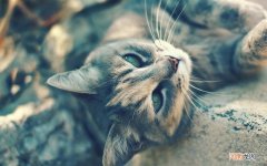 潮州桑拿哪里比较好 潮州养生会所