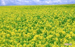 手上大拇指长痘是怎么清 手指上长了疣能剪掉吗