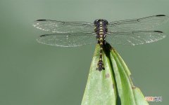 虾蟹一锅鲜做法 大闸蟹和啤酒