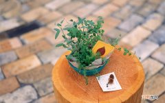 蛋白粉不能和什么一起吃 喝酒之后能喝蛋白粉吗