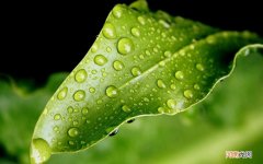 苦荞对肝脏有危害吗 长期喝苦荞茶的副作用