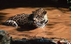 瘙痒有分泌物怎么回事 下面有淡黄分泌物瘙痒