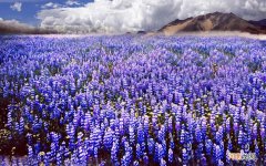 尖锐湿疣是艾滋病吗 尖锐湿疣是艾滋病前兆