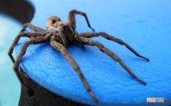 解酒茶的正确做法 醒酒后吃什么比较舒服