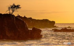 世界顶级蜂蜜排名 最好蜂蜜排名