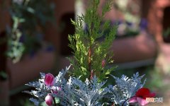 40－50女人最好的运动是什么 50岁慢跑好还是走路好