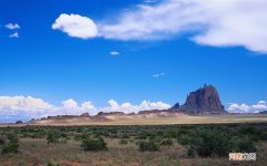 板栗苗怎么养护 怎么能二次发育一下