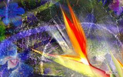 手脚会发出什么信号 心脏不好都有哪些症状