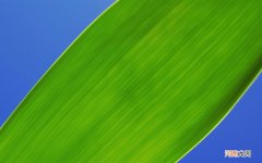 牛奶喝高脂还是低脂 大量喝牛奶会怎么样