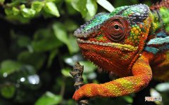 能够一起泡茶喝吗 枸杞和什么相克