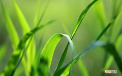 低密度胆固醇高吃什么东西比较好 血脂高胆固醇高能吃鱼吗