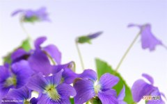 润肺止咳的食疗方法有哪些 炒蜂蜜治咳嗽做法