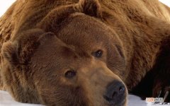 贫血一般吃什么补得快 mds转白血病能活多久