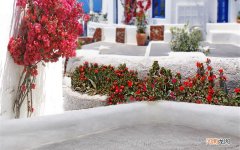 狗狗能吃榴莲吗 来例假可以吃榴莲吗