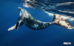 为什么晚上不能送礼 为什么夫妻晚上要办事